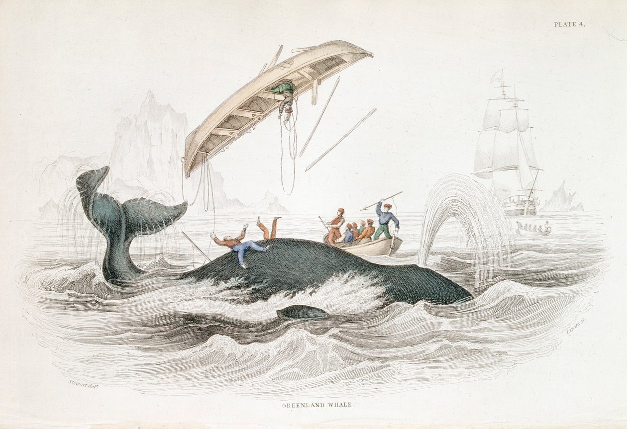 Harpoeneren van een Groenlandse Walvis die een van de aanvallende boten heeft omgegooid, 1837 door William Jardine
