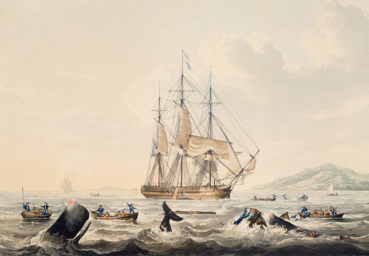 Walvisvangst in de Zuidzee, gravure door William John Huggins door William John Huggins