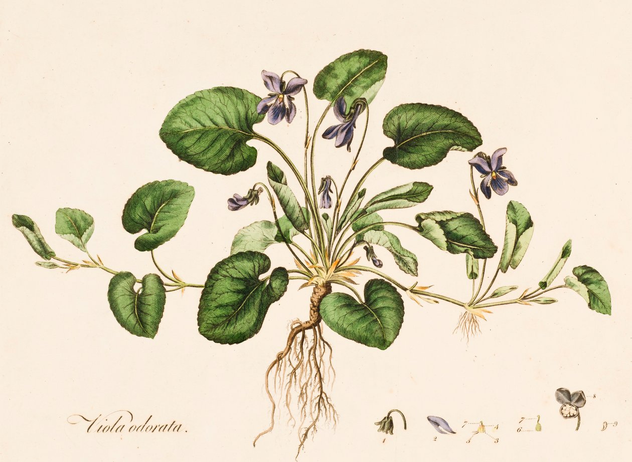 Viola odorata, Zoete Viooltje, c1770-1790 door William Kilburn
