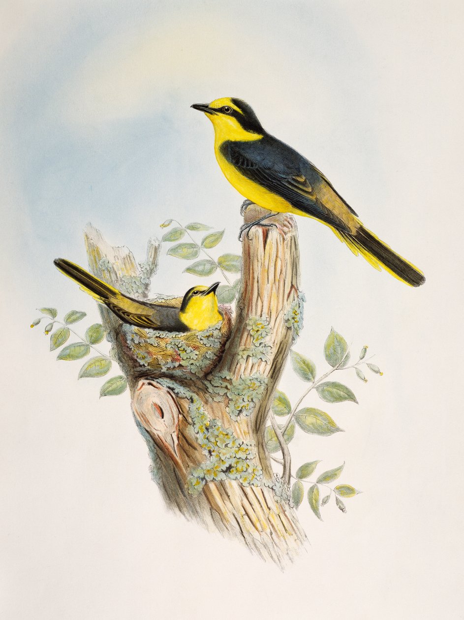 Bruinromp Minivet (Pericrocotus cantonensis), lithografie uit Birds of Asia door William Matthew Hart