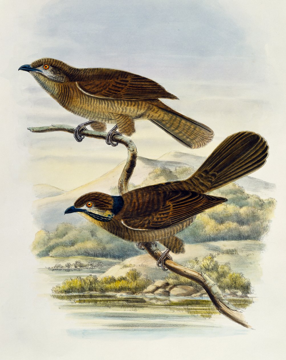 Dwergkoël (Microdynamis parva), gravure door William Matthew Hart, Verenigd Koninkrijk door William Matthew Hart