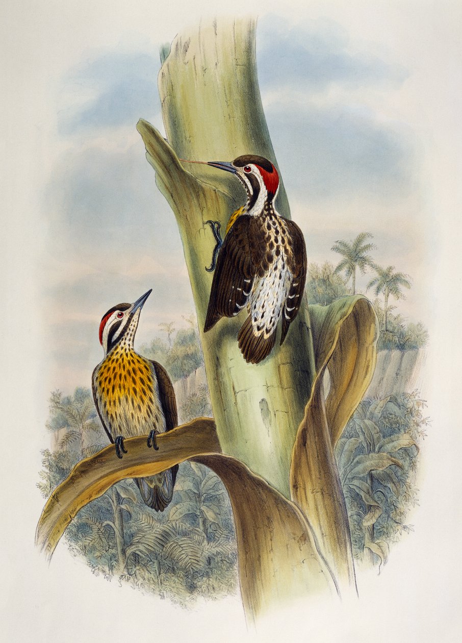 Filipijnse dwergspecht (Dendrocopos maculatus), lithografie uit Birds of Asia door William Matthew Hart