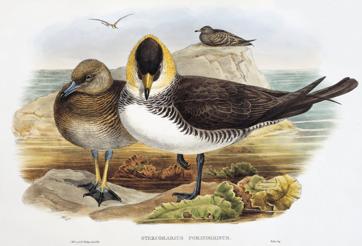 Middelste jager (Stercorarius pomarinus), lithografie uit Birds of Great Britain door William Matthew Hart