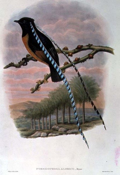 Pteridophora Alberti, Koning van Saksen Paradijsvogel door William Matthew Hart