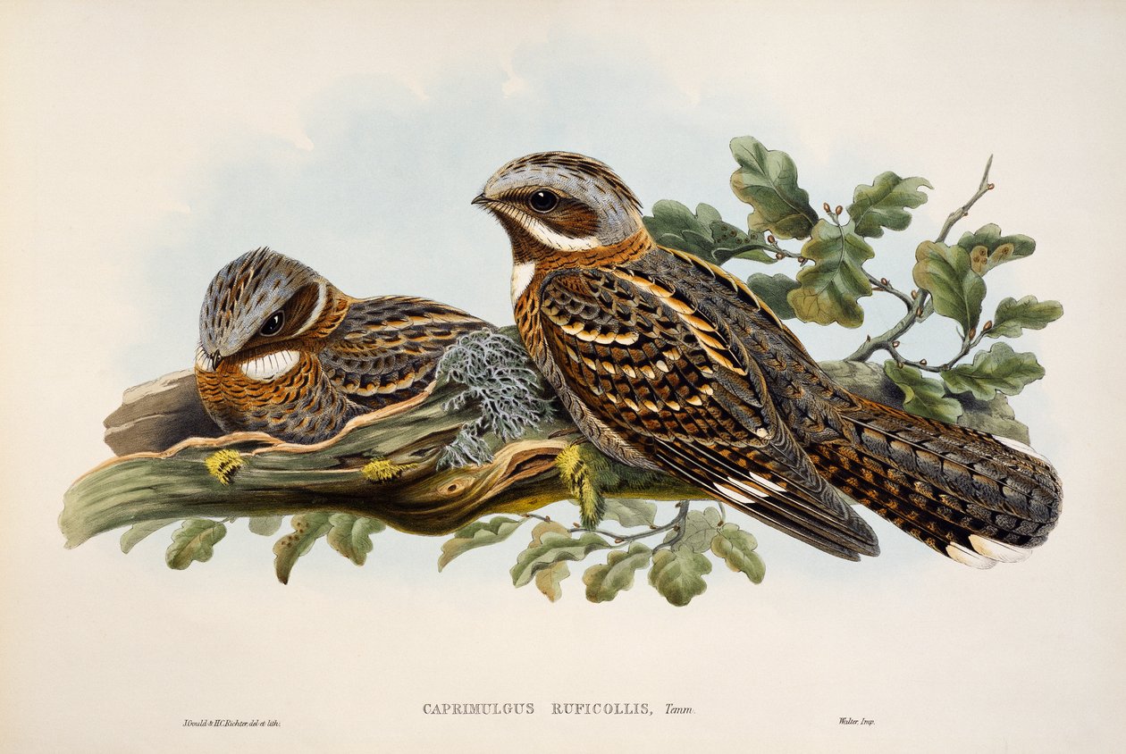 Roodhalsnachtzwaluw (Caprimulgus ruficollis), lithografie uit Birds of Great Britain door William Matthew Hart