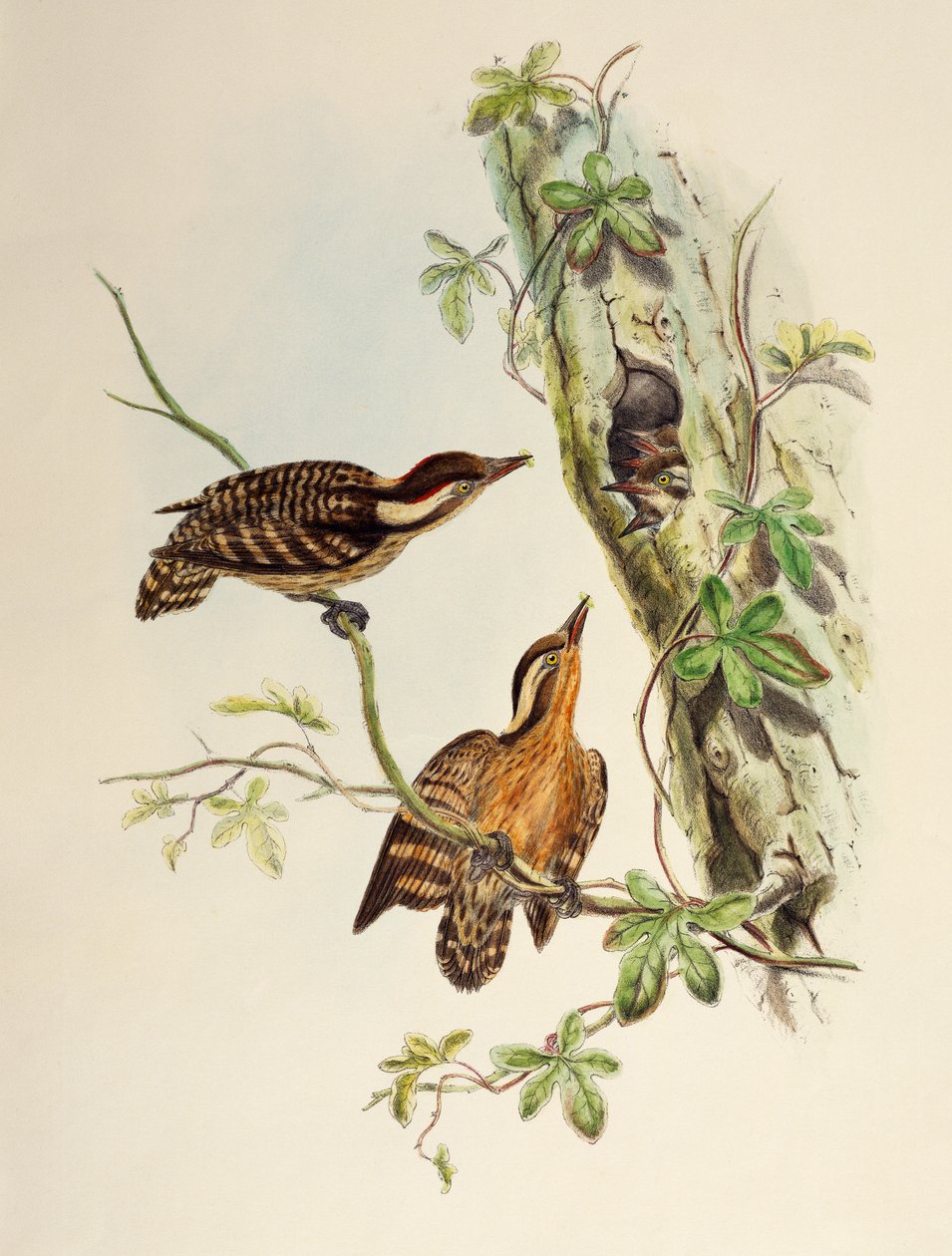 Sunda Specht (Dendrocopos moluccensis), lithografie uit Birds of Asia door William Matthew Hart