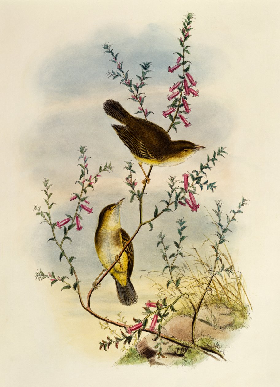 Witgevlekte Vliegenvanger (Pseudogerygone notata), gravure door William Matthew Hart, Verenigd Koninkrijk door William Matthew Hart