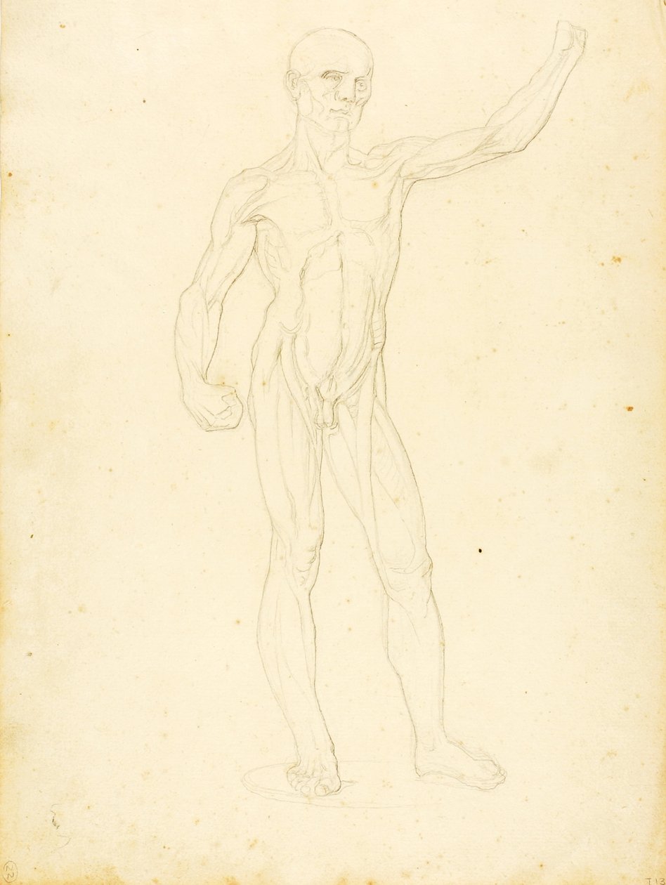 (Een Ecorche, vooraanzicht) door William Page