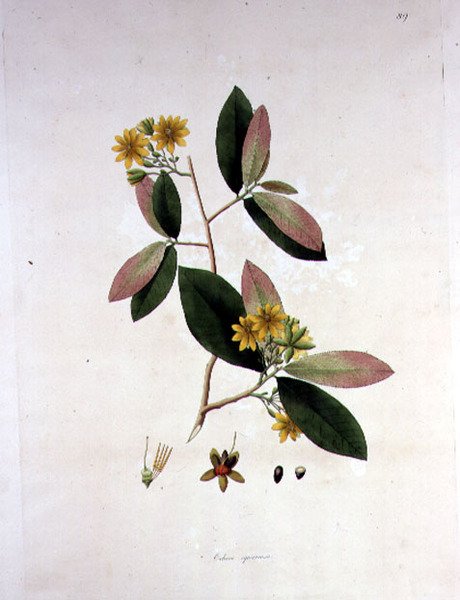 Ochna squarrosa, illustratie uit 