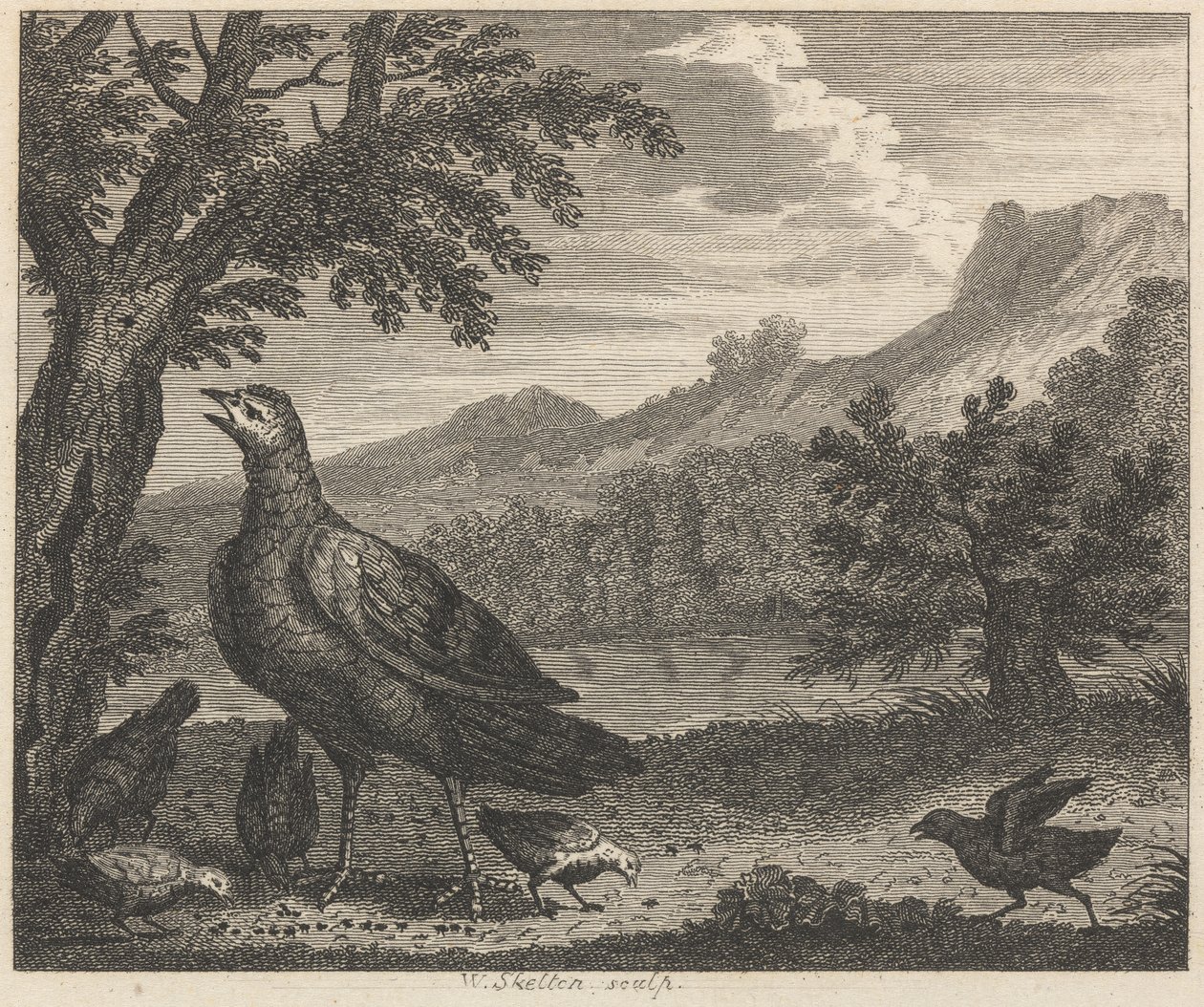 De Kalkoen en de Mier door William Skelton