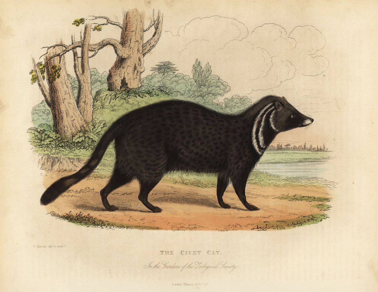 Afrikaanse civetkat, Civettictis civetta door William Smellie