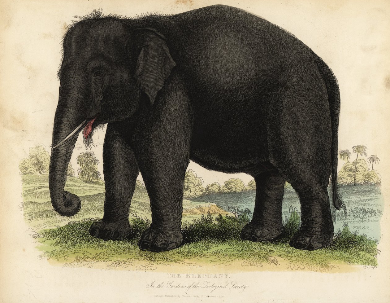 Aziatische olifant, Elephas maximus, bedreigd door William Smellie