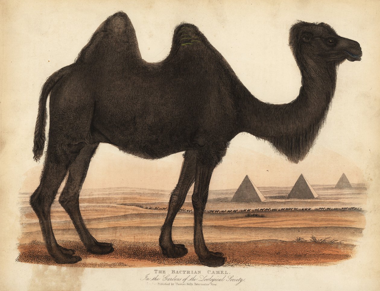 Bactrische kameel, Camelus bactrianus door William Smellie