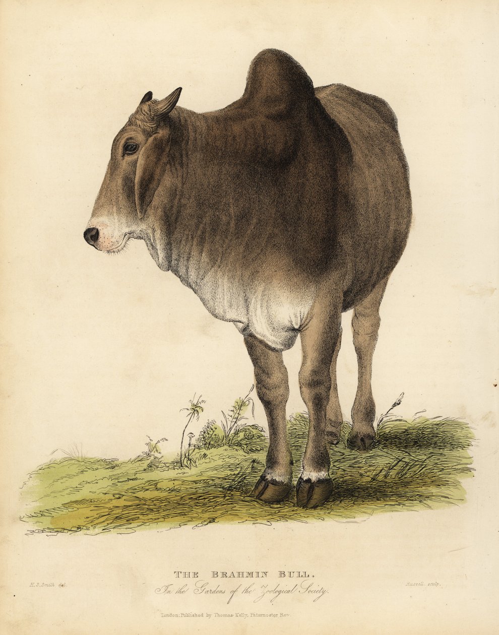 Brahma ras van zeboe runderen, Bos taurus indicus door William Smellie