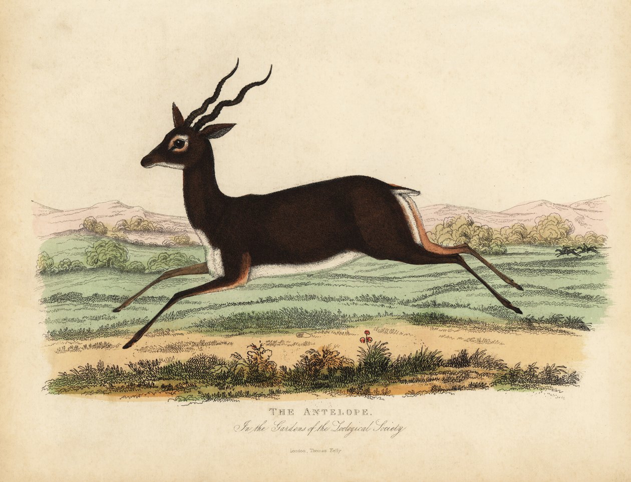 Indische antilope of zwartbok, Antilope cervicapra door William Smellie