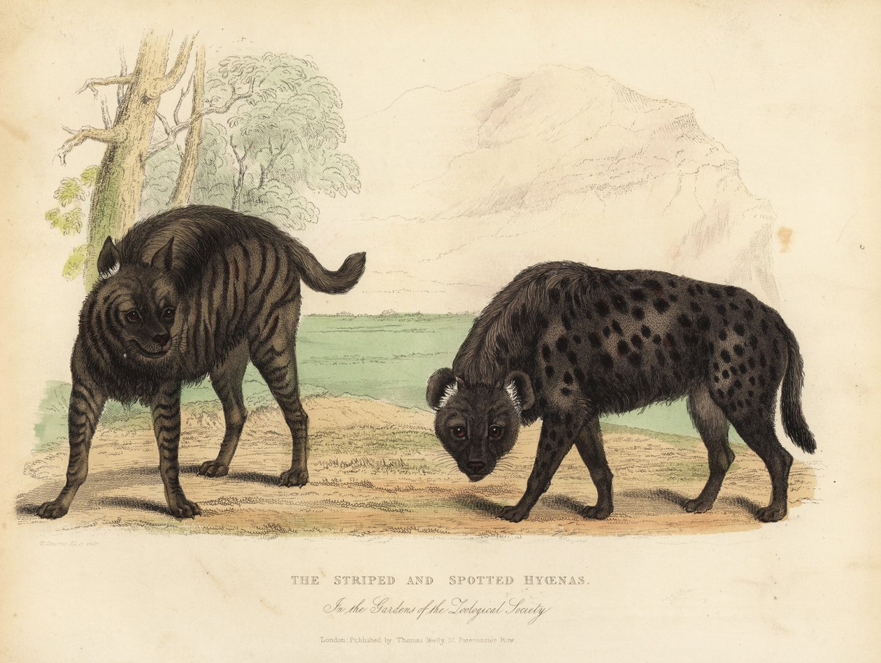 De Gestreepte Hyena en Gevlekte Hyena door William Smellie