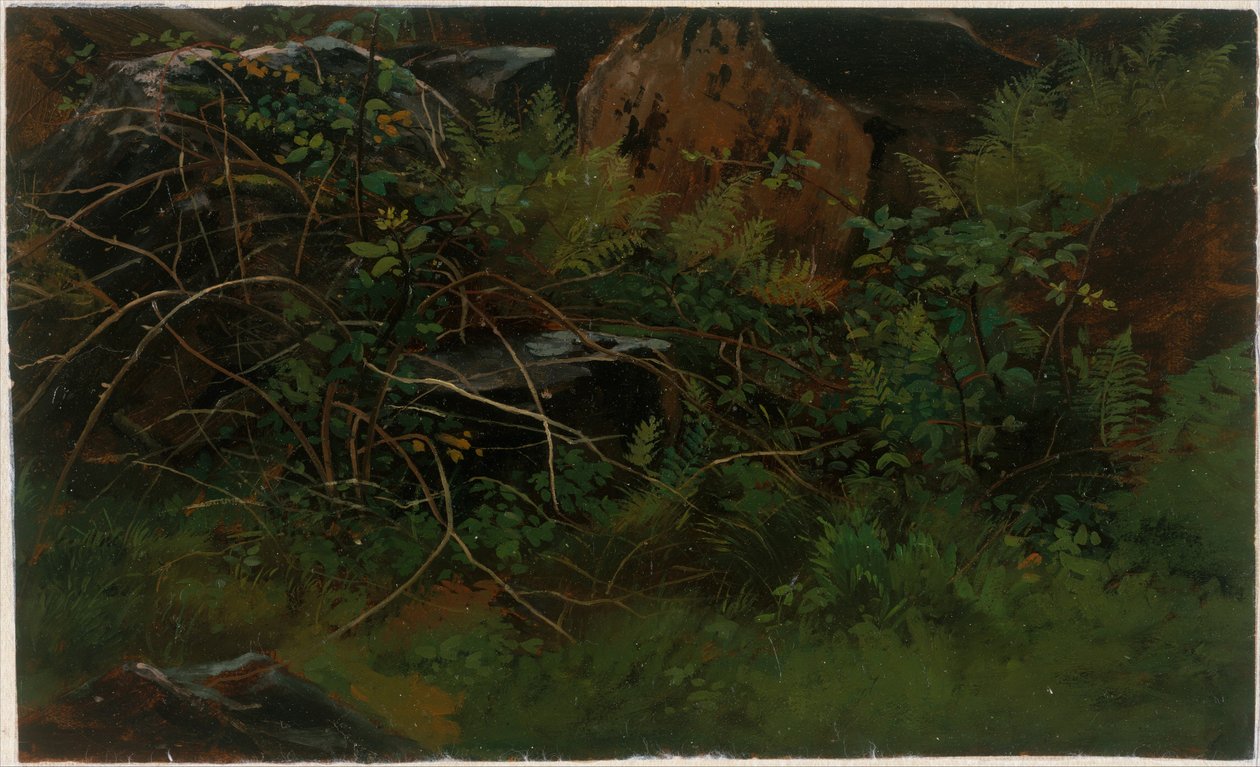 Studie naar de natuur door William Stanley Haseltine