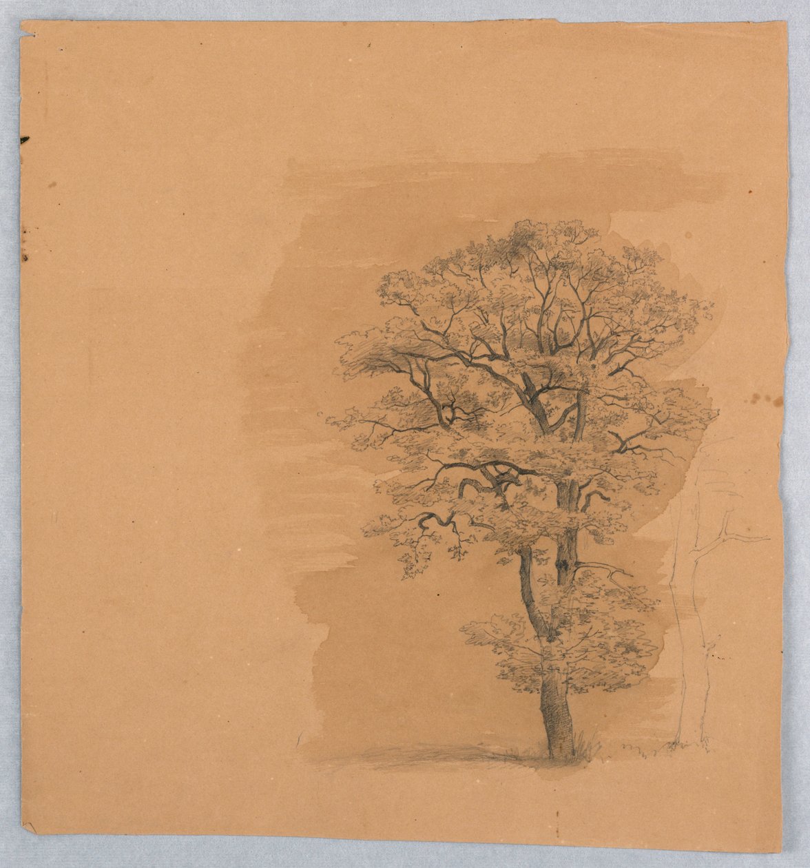 Studie van Bladeren door William Stanley Haseltine