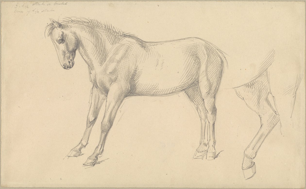 Studies van een Pony door William Strutt