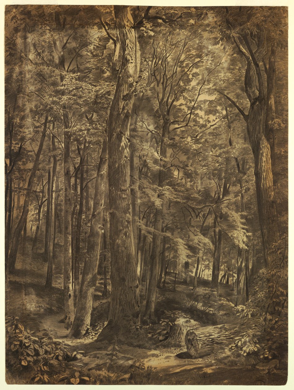 Tekening, In the Woods, studie voor schilderij, June Woods, New York Historical Society, uitgeleend door de New York Public Library, 1864 door William Trost Richards