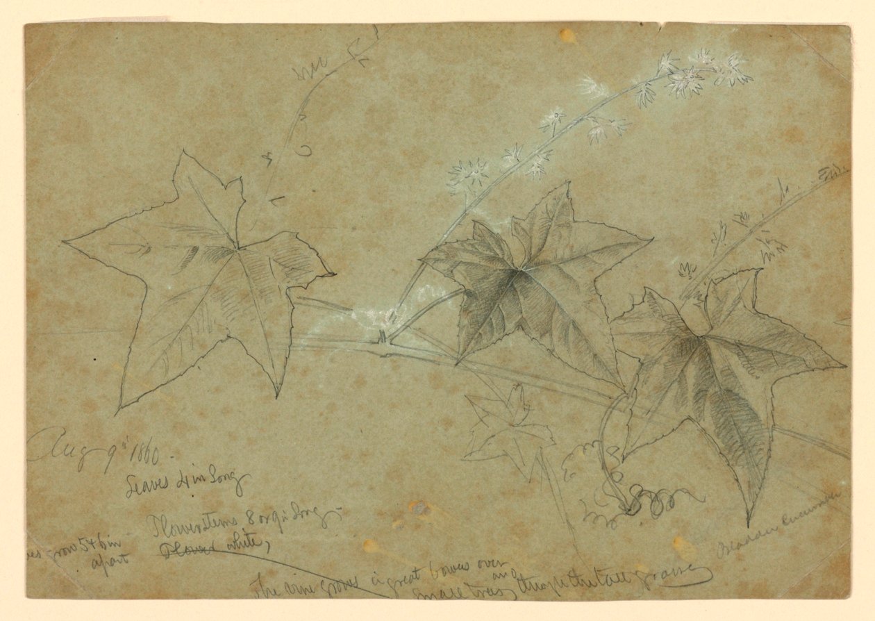 Studie van gebladerte door William Trost Richards