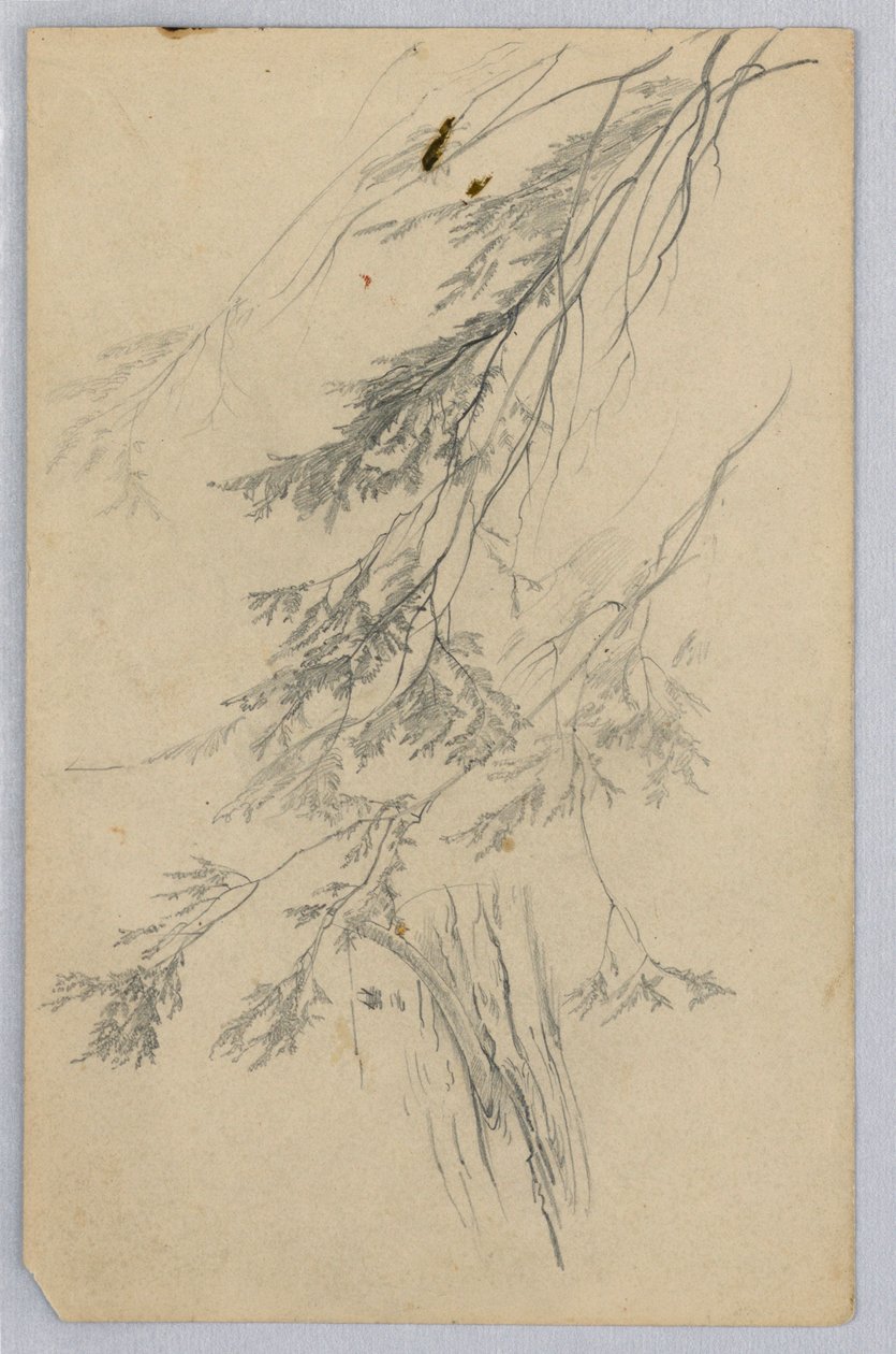 Studie van Bladwerk door William Trost Richards