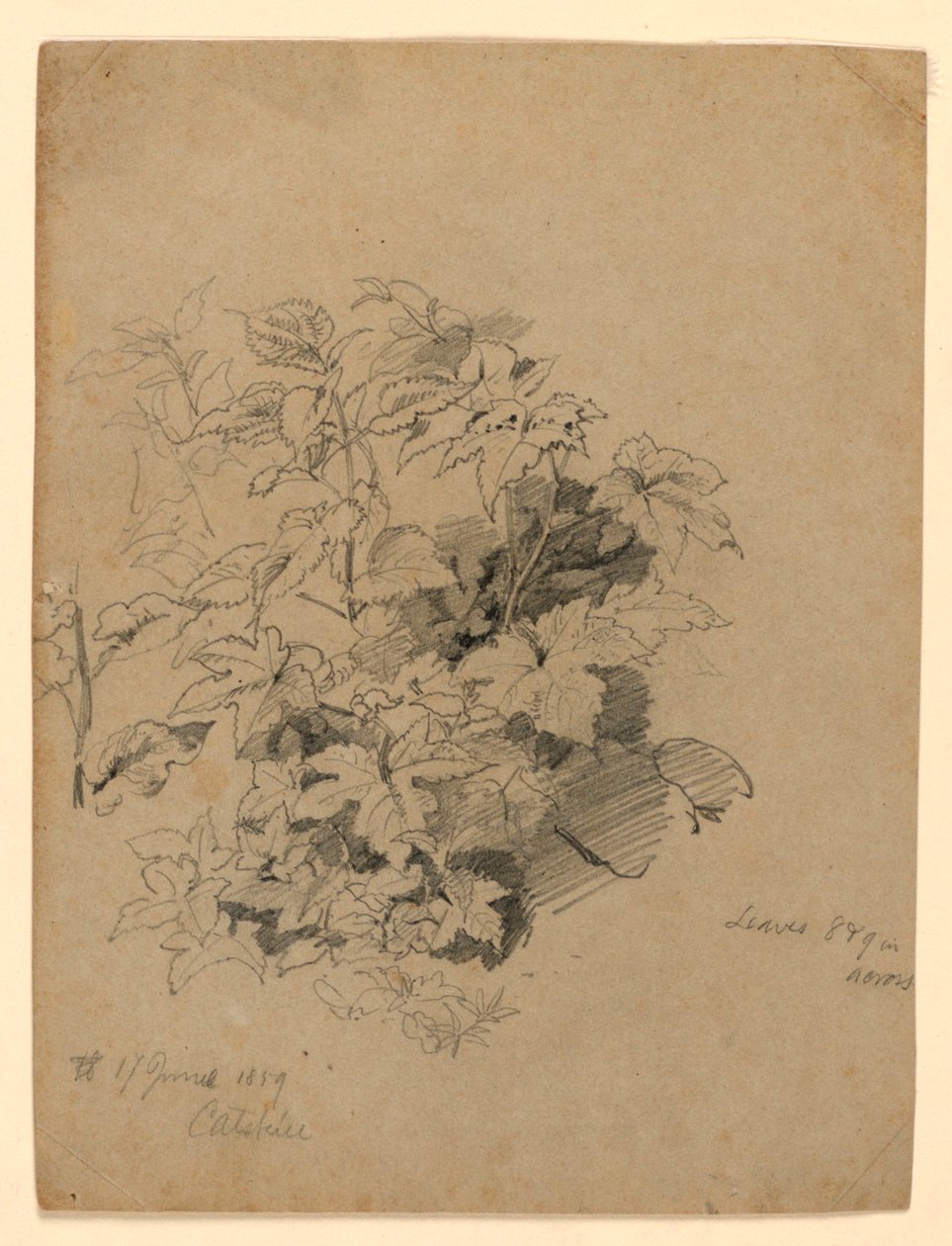 Studie van gebladerte door William Trost Richards