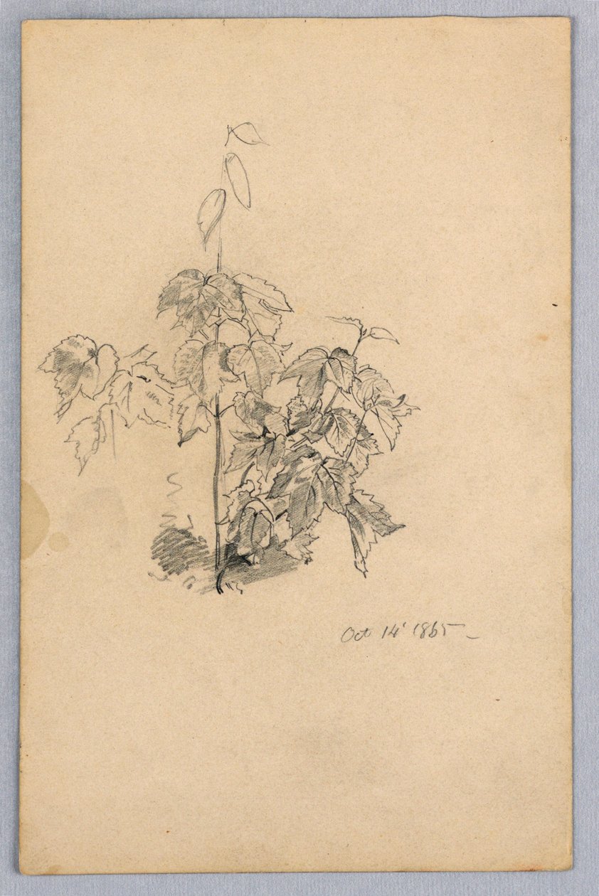 Studie van gebladerte door William Trost Richards