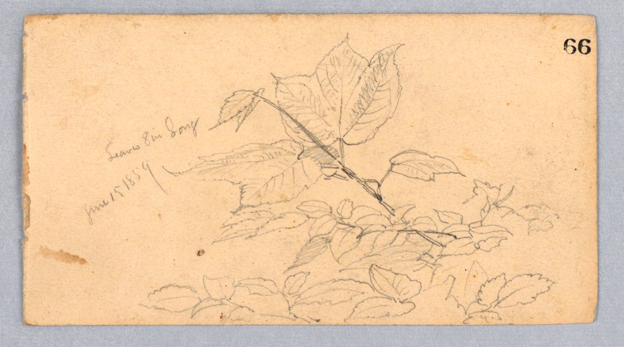 Studie van Bladeren door William Trost Richards