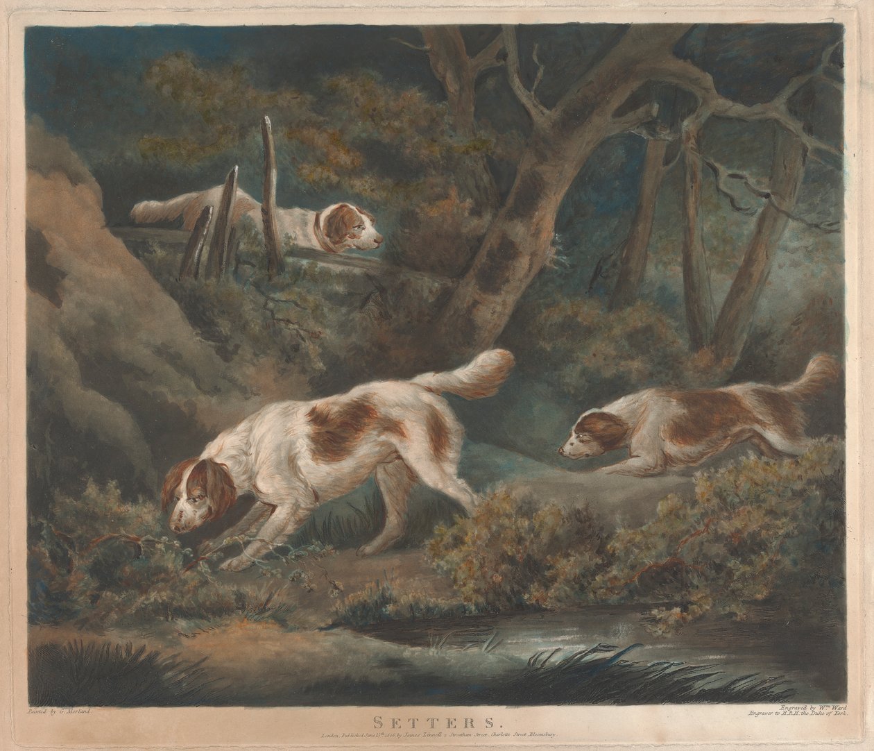 [Jacht]: Setters door William Ward