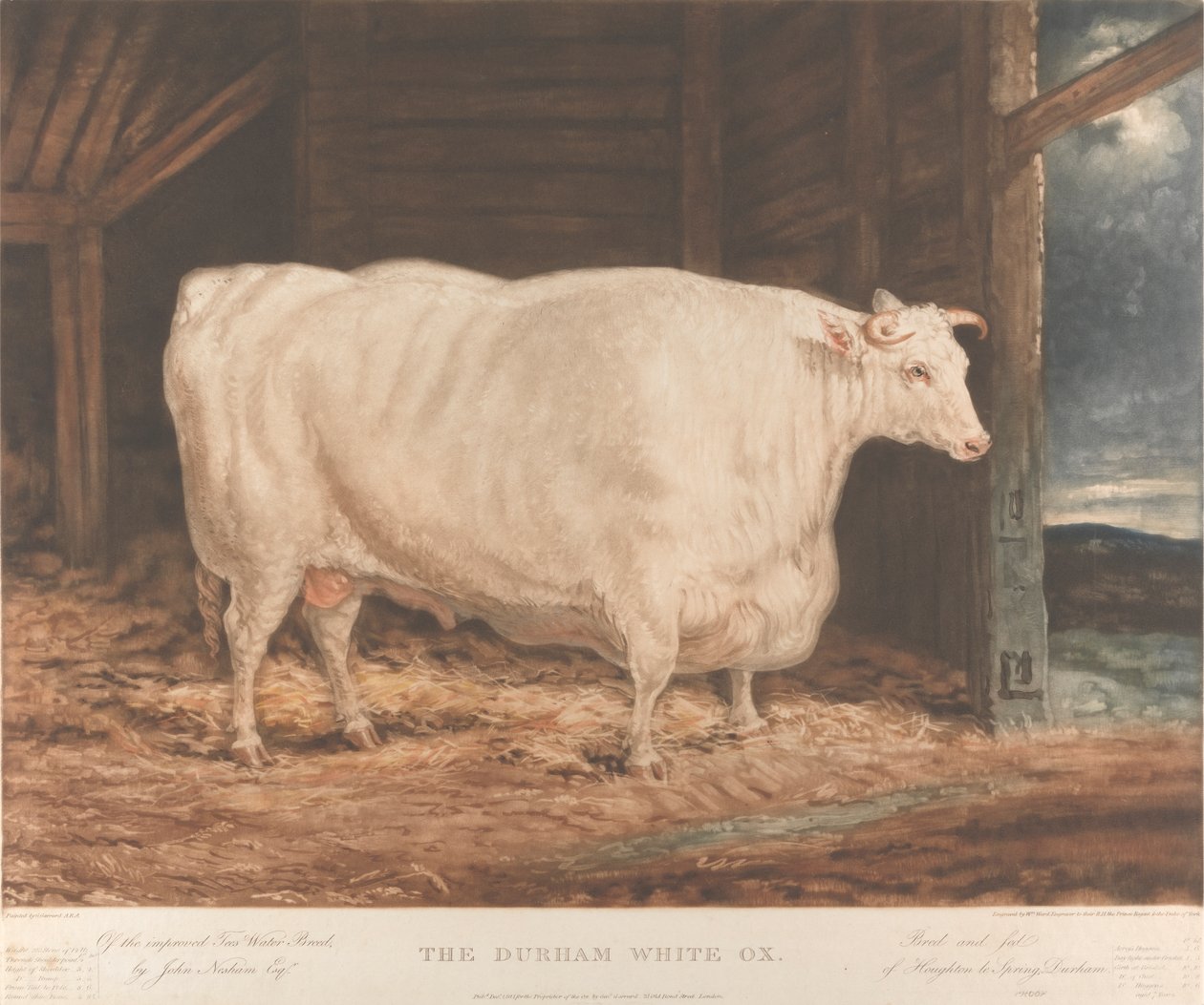 De Durham Witte Os van het Verbeterde Tees Water Ras, door John Nesham, Esqr. Gefokt en gevoed van Houghton le Spring, Durham door William Ward