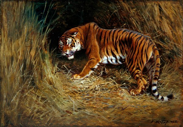 Een sluipende tijger door William Woodhouse