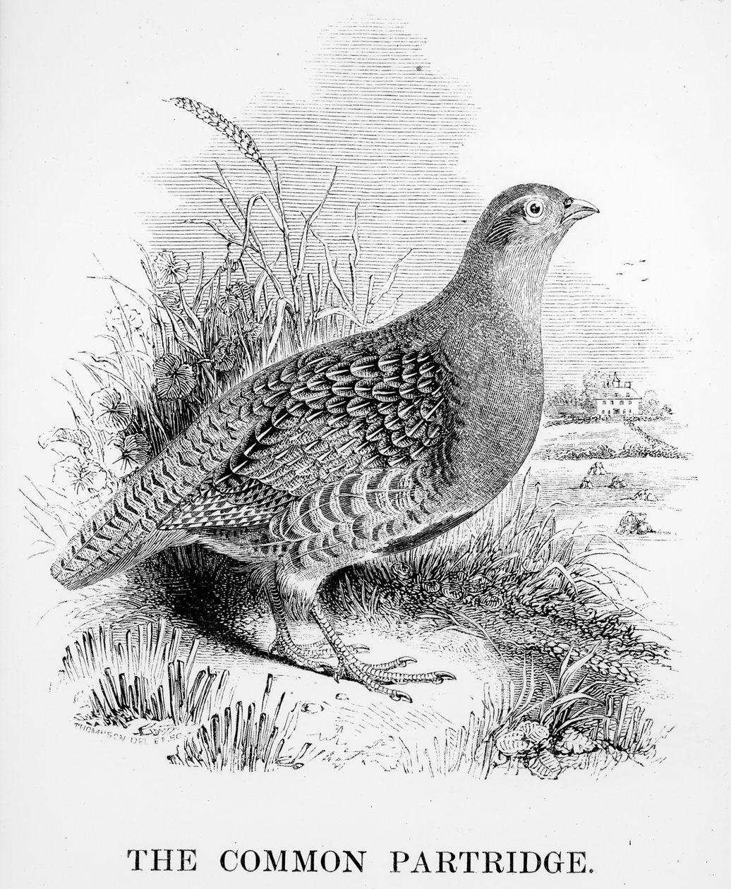 De gewone patrijs, illustratie uit 