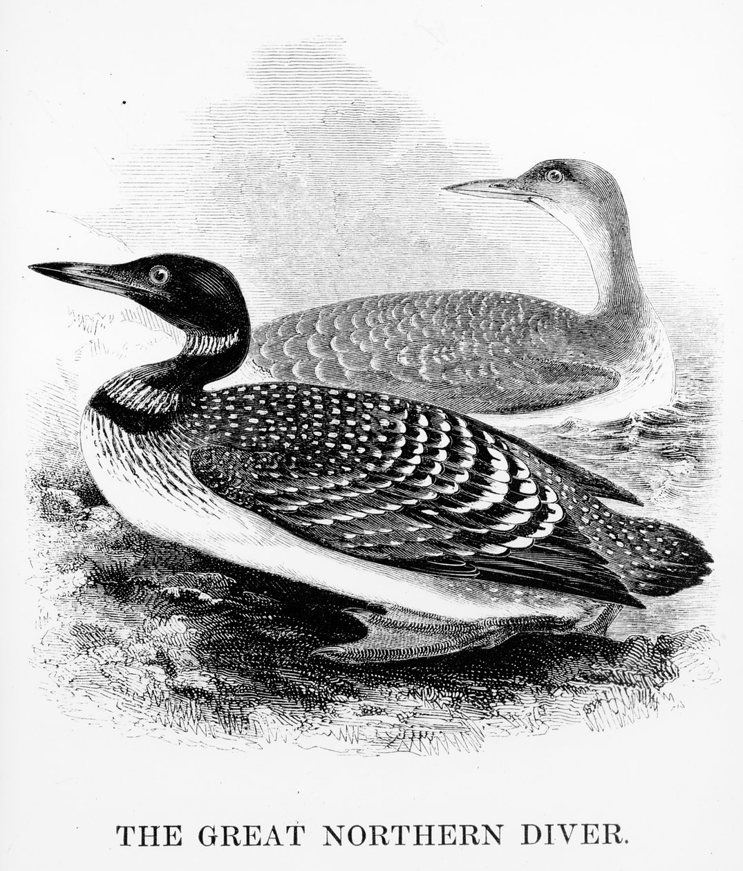 De grote noordelijke duiker, illustratie uit 