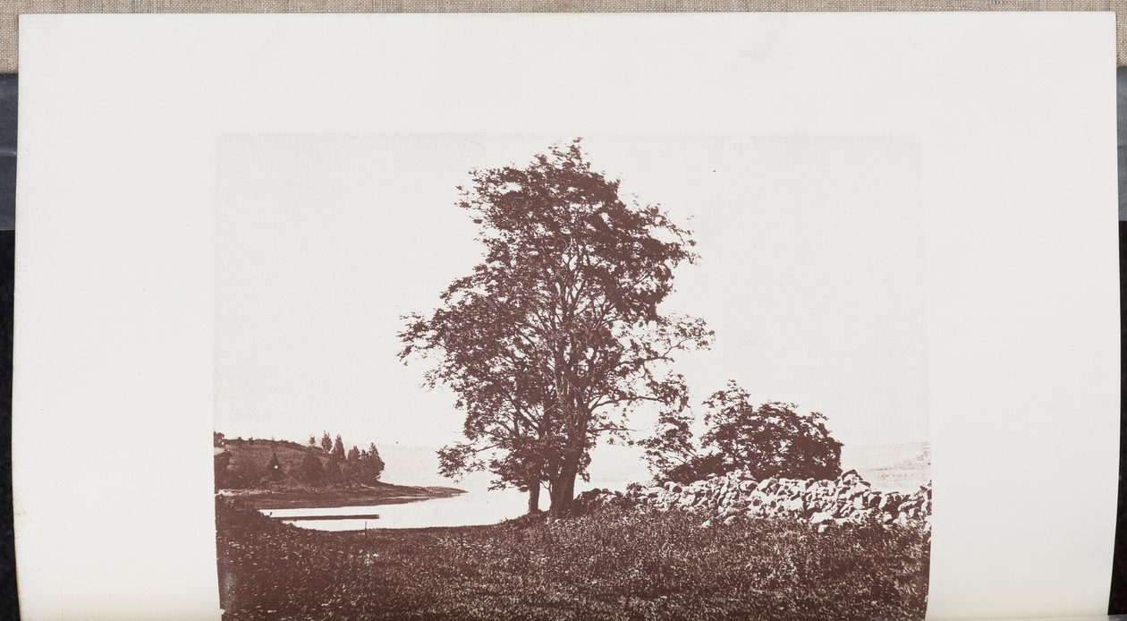 Sprinkhaanbomen op de oevers van de Bass River in Beverly door Wilson Flagg