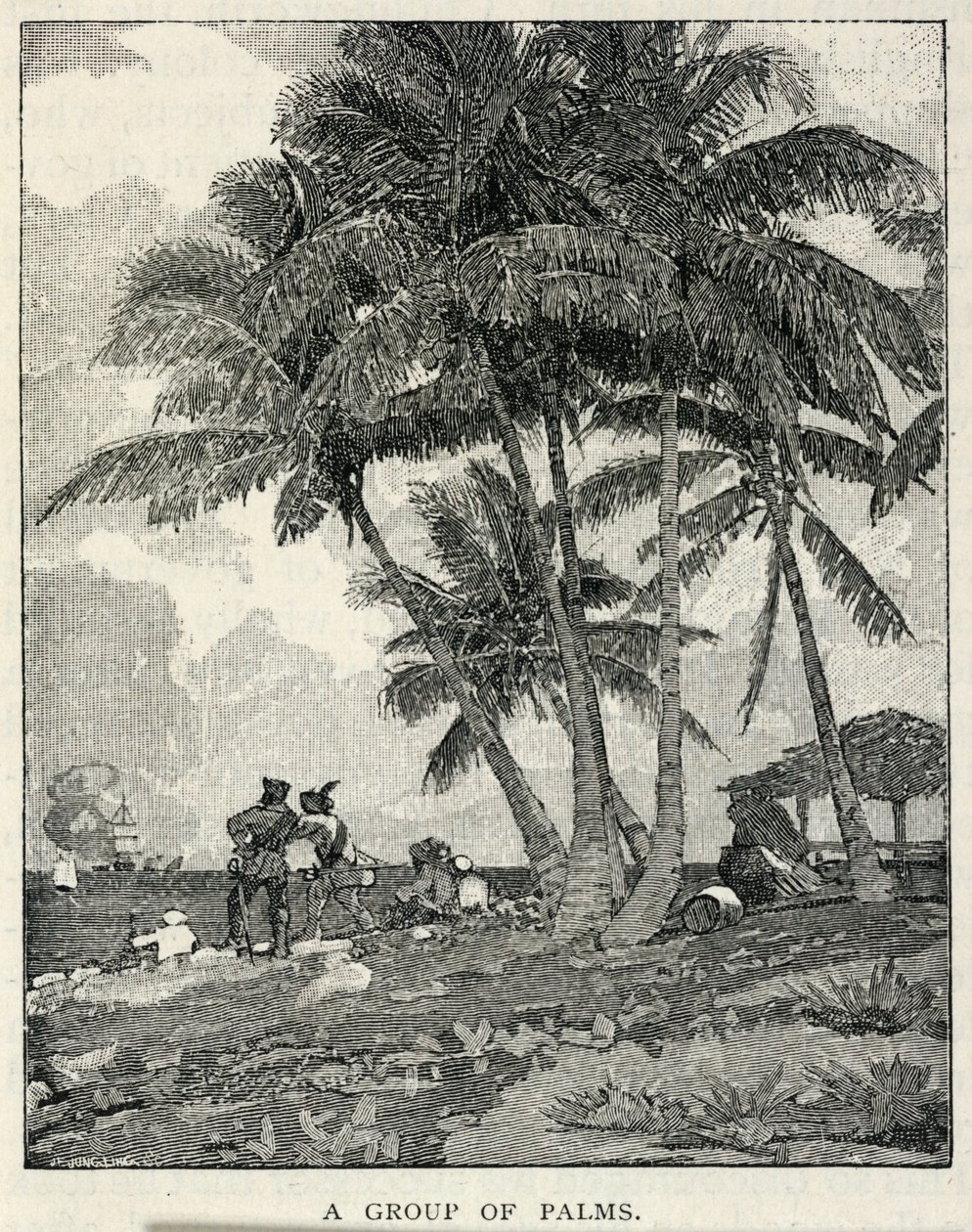 Een groep palmen, uit The Century Magazine, februari 1887 door Winslow Homer