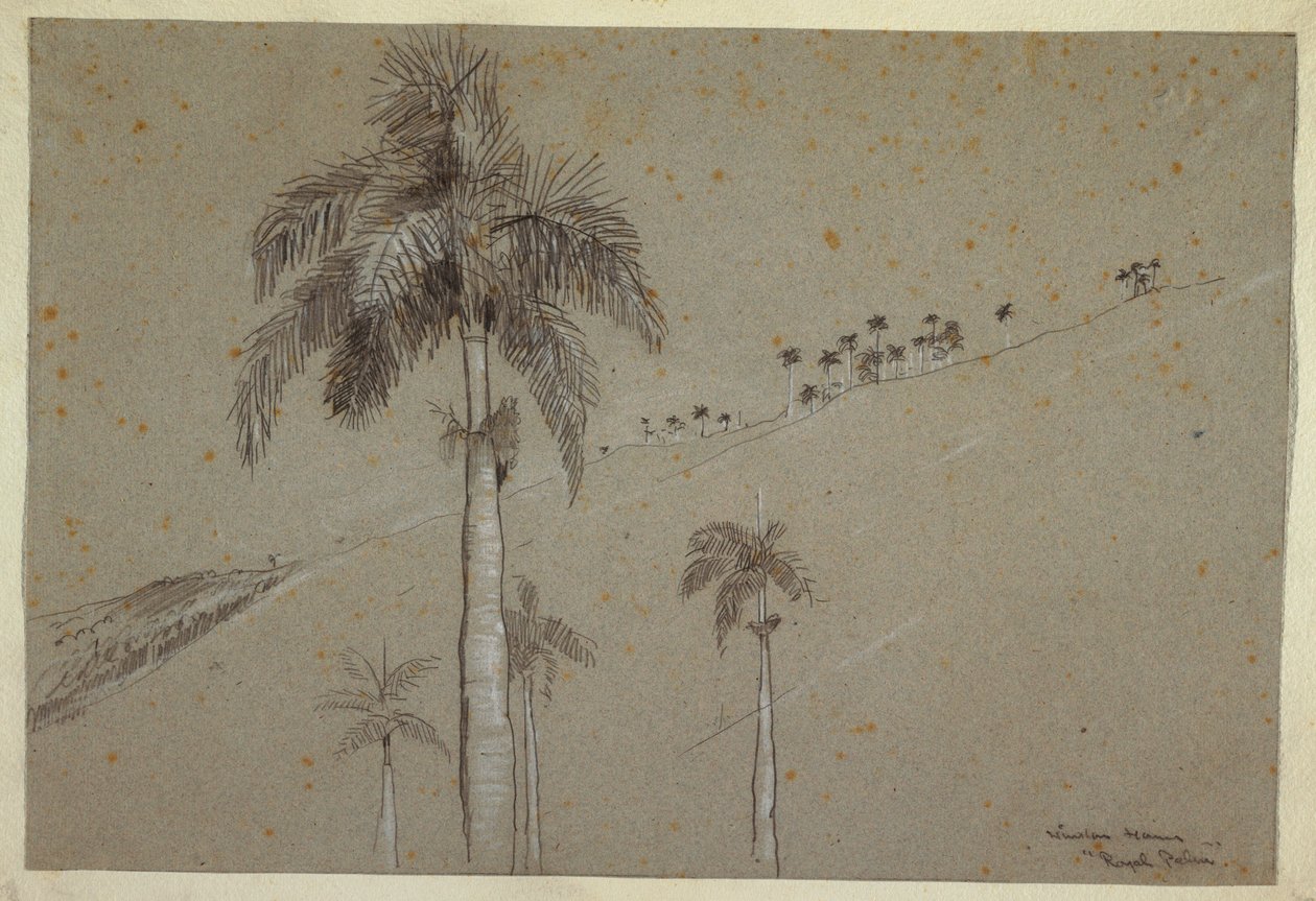 Tekening, Royal Palm, Cuba, 1885 door Winslow Homer