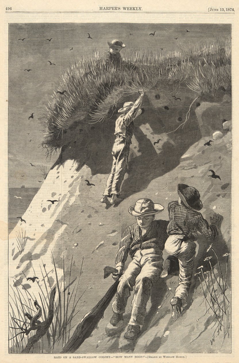 Overval op een Zandzwaluwkolonie door Winslow Homer