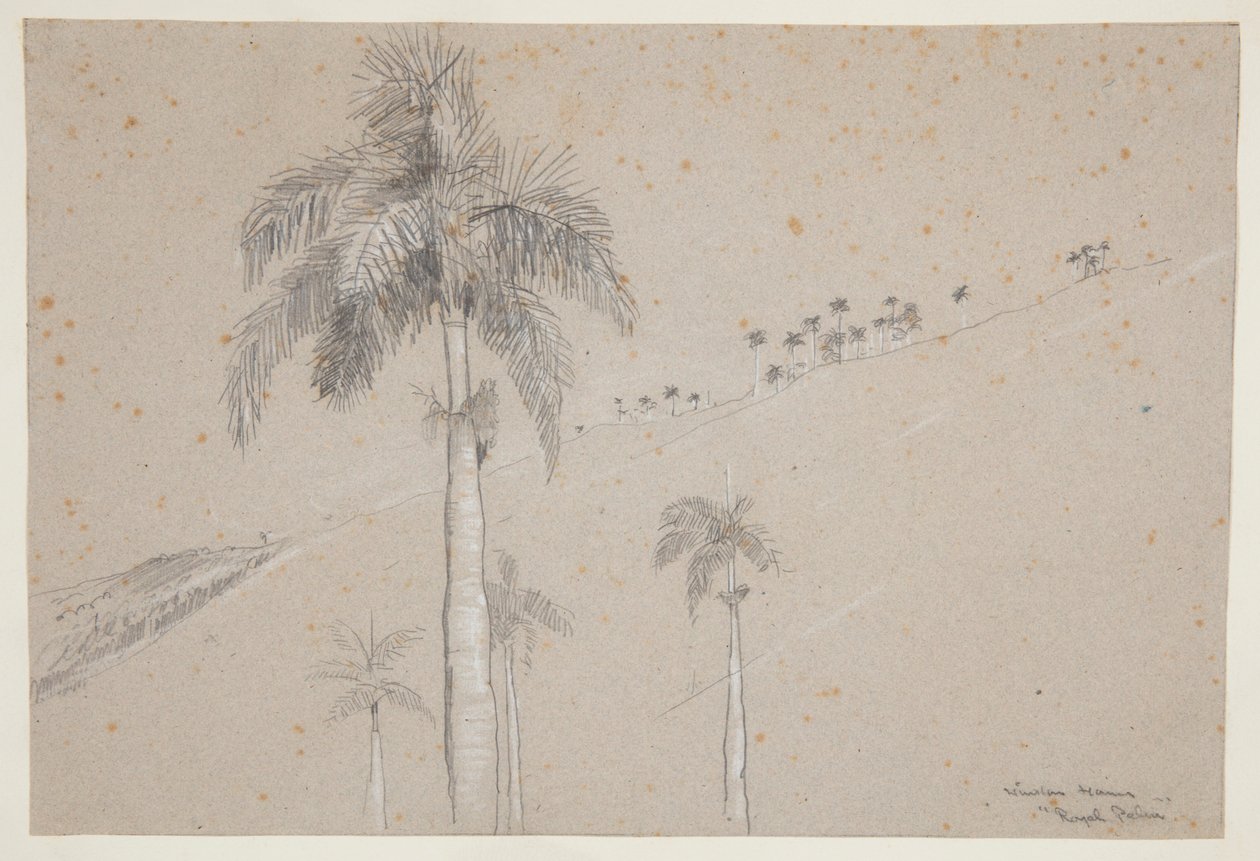 Koningspalm, Cuba door Winslow Homer