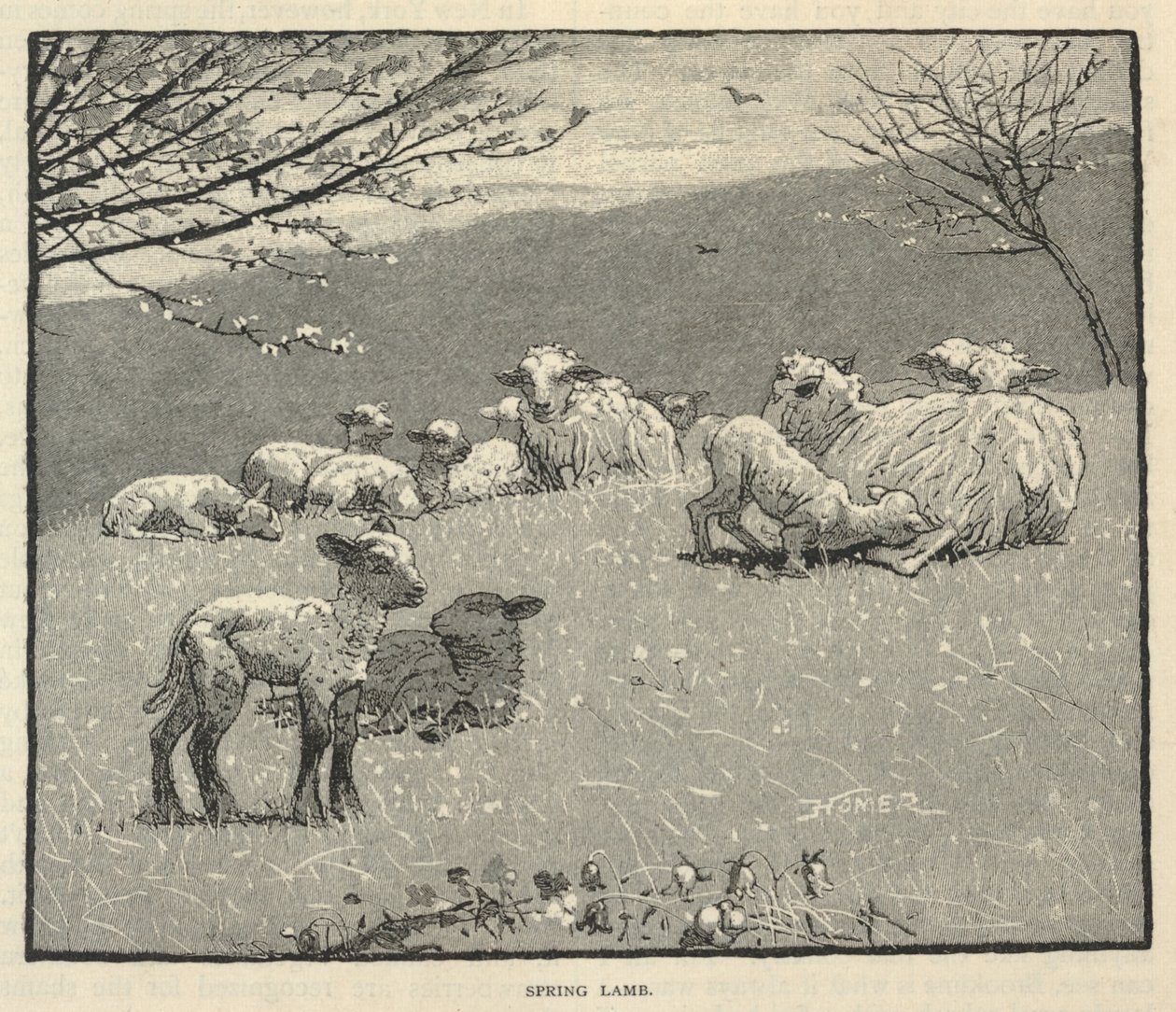 Voorjaarslam, uit Scribner