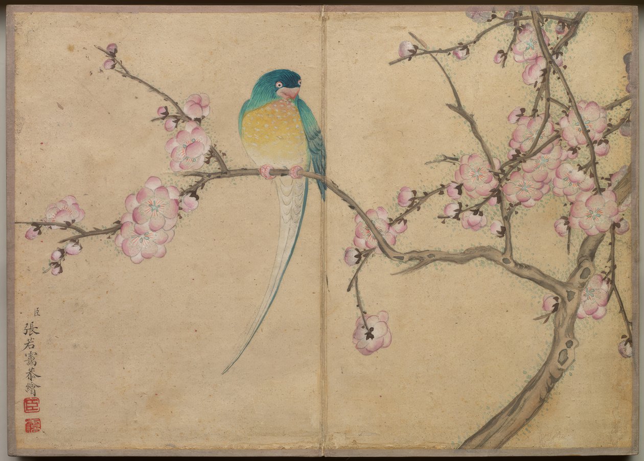 Bureau-album: Schilderijen van bloemen en vogels (Vogel met pruimenbloesems) door Zhang Ruoai
