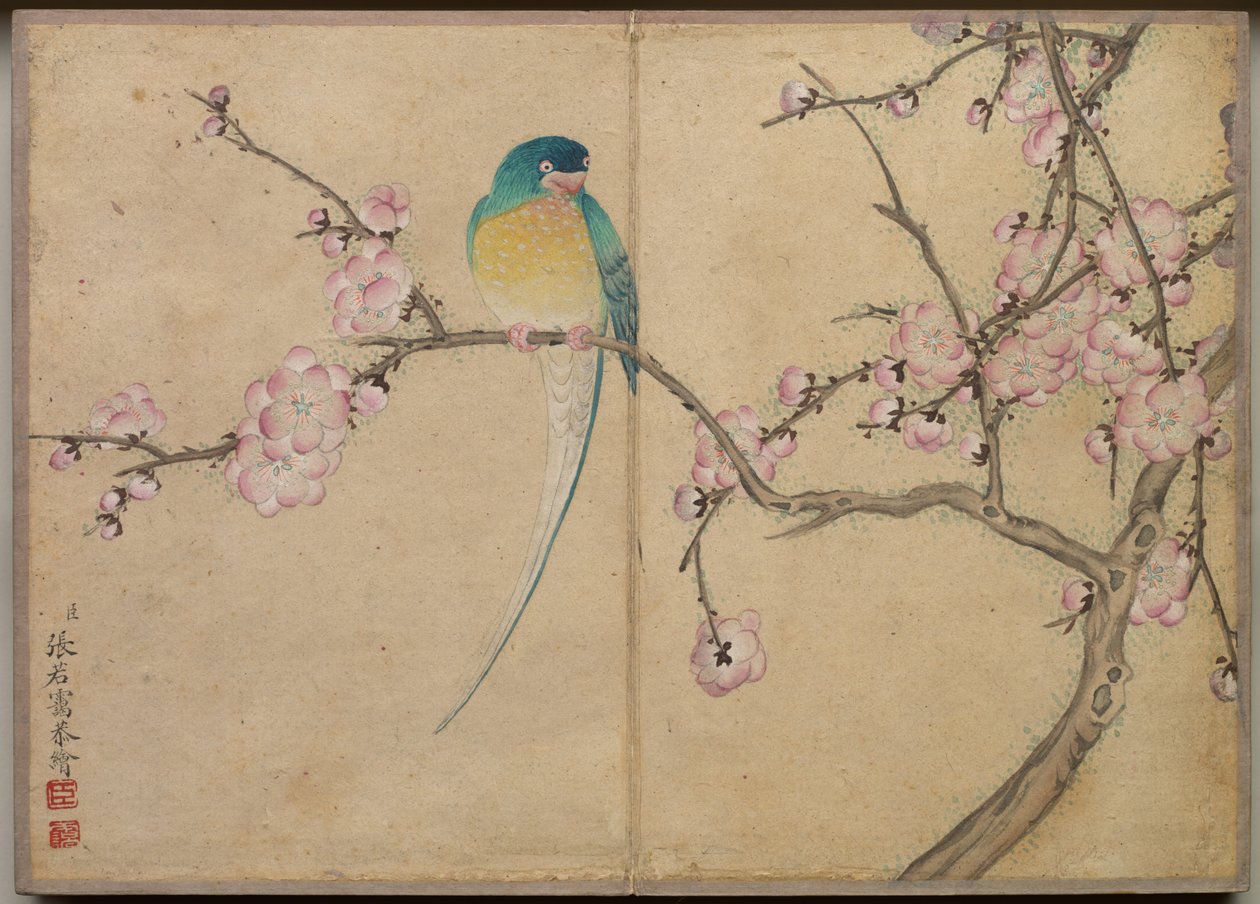 Bureaualbum: Bloemen- en vogel schilderijen Vogel met pruimenbloesems, 18e eeuw door Zhang Ruoai