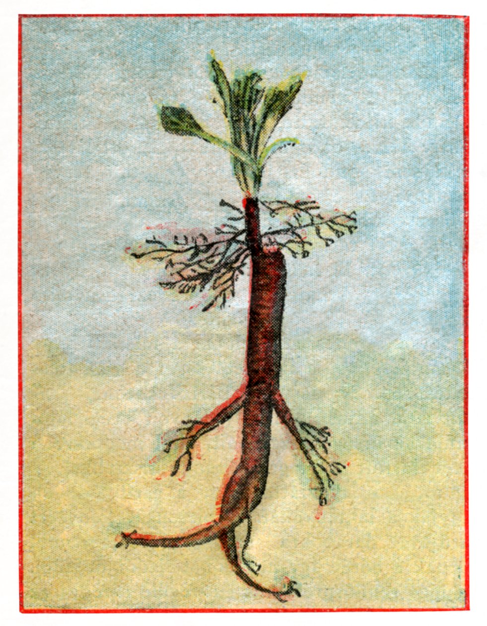 Mandragora door . .