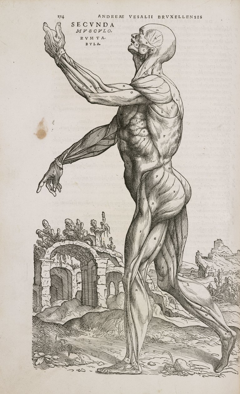 Spieren Zijaanzicht van de oppervlakkige spieren van het mannelijk menselijk lichaam door Frederick (attr. to) Barnard