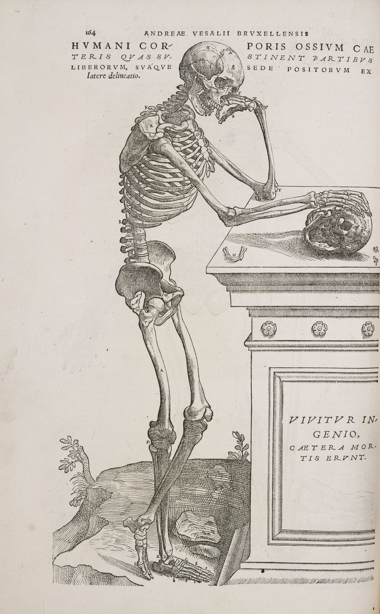 Skeletten Een menselijk gearticuleerd skelet gezien vanaf de zijkant door Frederick (attr. to) Barnard