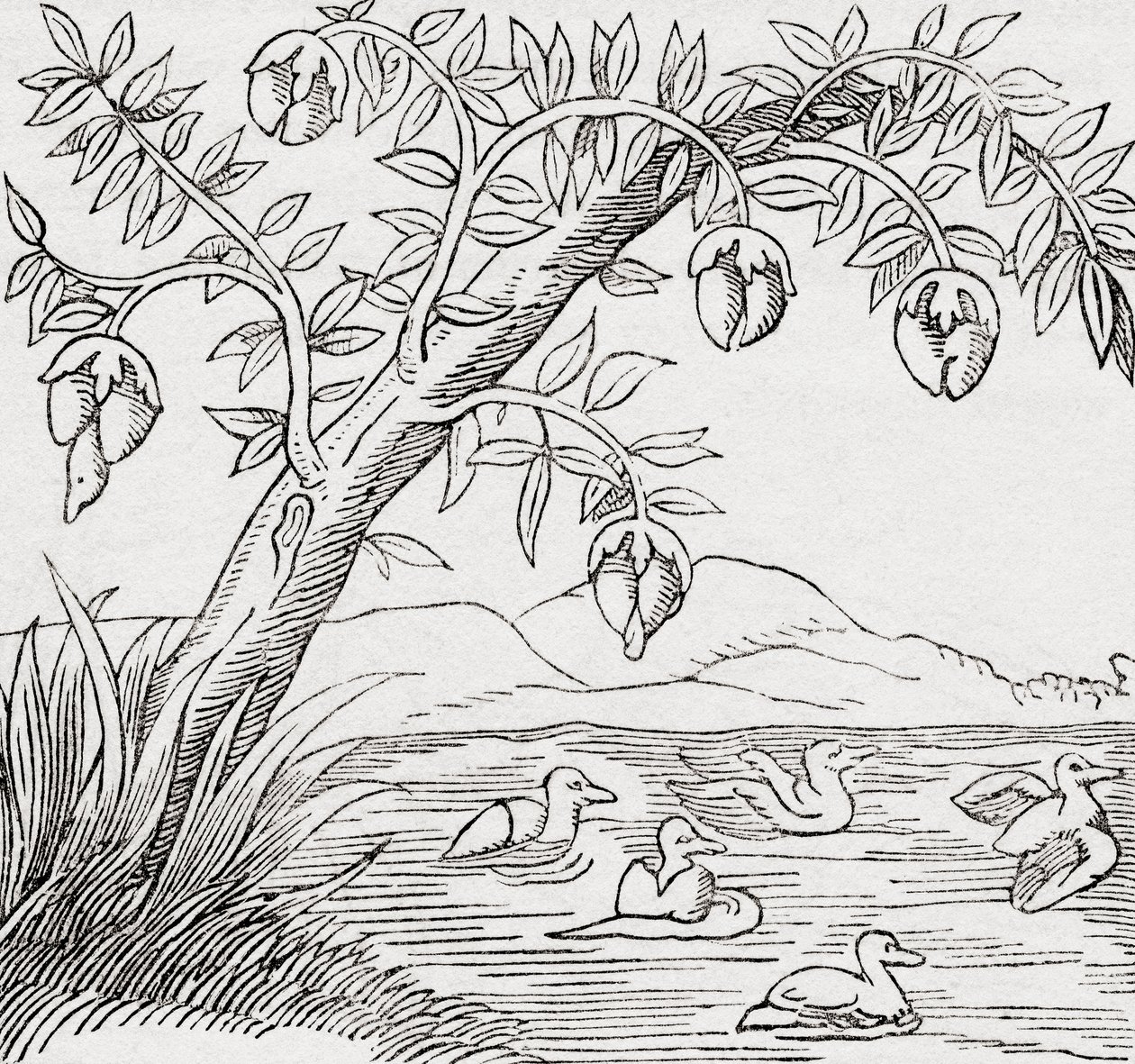 De Vogelboom door . .