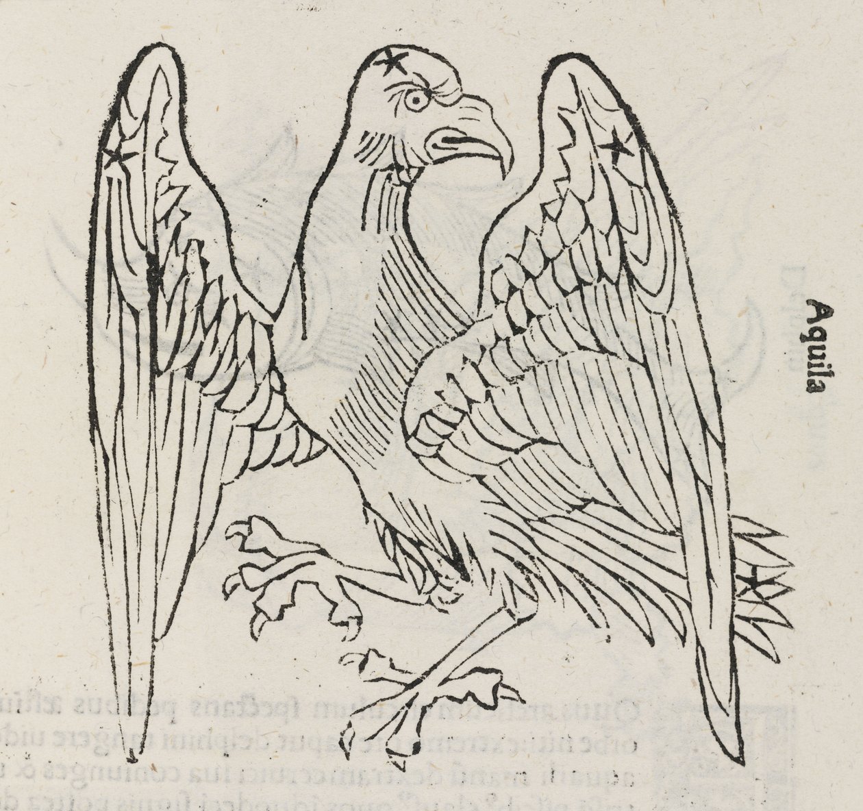 Het sterrenbeeld Aquila door John Pardon