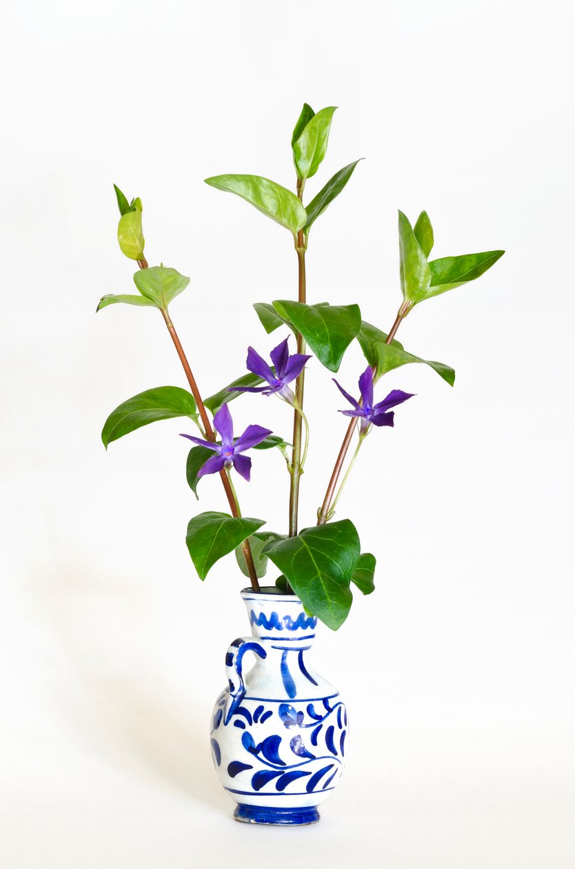 Drie stelen van de grote maagdenpalm (Vinca major) bloeiend in een vaas door . .