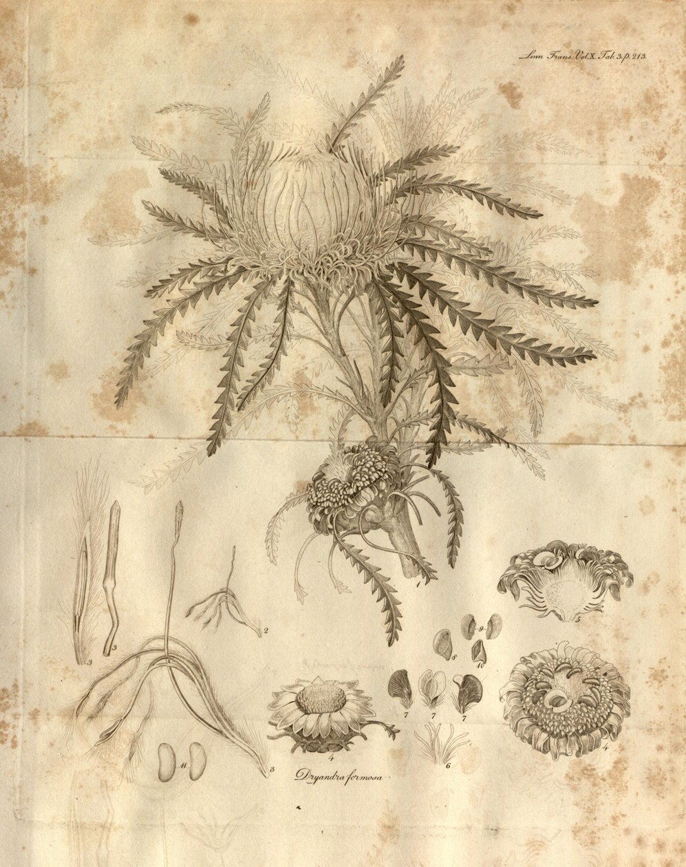 Plate 3 uit Volume 10 van Transactions of the Linnean Society of London, gepubliceerd in 1811. De afgebeelde plant is Dryandra formosa (nu Banksia formosa) door Various