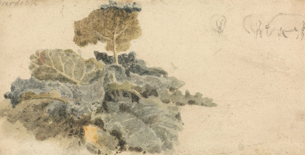 Studie van Klisplanten door attributed to Peter DeWint